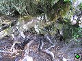 thn_NZ leden-unor 2006 264.jpg